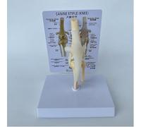 Dog Knee Joint Model, Anatomical Canine Ligament Function Model, Dog Skeleton Anatomical Model, for Teaching Medical Anatomy Surgery Skeleton - Office Educational Tool