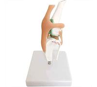 Dog Knee Joint Model - Anatomical Educational Model with Ligaments for Veterinary Teaching Aids
