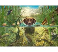 Dog Love, Brown Labrador in Cool Water