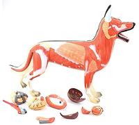 Dog Model - Anatomical Dog Organ Tissue Muscle Specimen Model - for Animal Teaching Demonstration Or Pet Clinic Pastoral Veterinary Training Aid Models Educational Mater