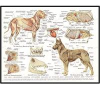 Dog Muscles Organs Wall Pictures Animal Anatomy Pathology Pictures Art Prints Veterinary Clinic Decoration Canvas Pictures Posters and Prints Wall Art Frameless (20 x 30 cm)