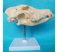 Dog Natural Bone Anatomical Model - Medical Anatomical Canine...,Biological Models