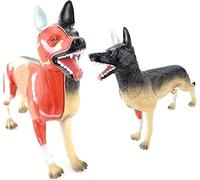 Dog Organ Anatomy Model, Dog Digestive, Breathing, Reproductive System Anatomical Model with Removable 11 Pieces, Animal Lessons Canine Skeleton Anatomical Teaching Aids