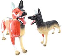 Dog Organ Anatomy Model Removable 11 Pieces, Digestive System, Breathing System, Reproductive System Plastic Animal Lessons Anatomical Model