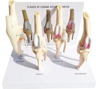 Dog osteoporosis anatomical medical teaching model, dog knee osteoarthritis 4-piece anatomical model, animal anatomical model, for medical training auxiliary tools