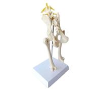 Dog Pelvis Model Canine Hip Joint Skeleton Anatomy Teaching Aid for Veterinary Education