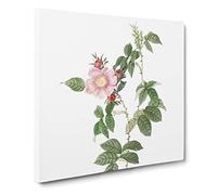 Dog Rose in Pink by Pierre Joseph Redoute Canvas Print | Gallery Wrapped 30mm Frame Wall Art | 14x14 inches | Ready to Hang | Retro Animals Picture | Living Room Bedroom Lounge Office