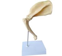 Dog Scapula Model Humerus Shoulder Elbow Joint Dog Shoulder Joint Skeleton Model - Dog Skeleton Model - Animal Anatomical Biology Specimen Medical Teaching Demonstration Aid