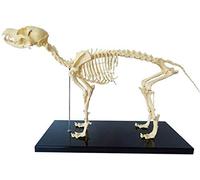 Dog Skeleton, Anatomical Animal Model Dog Skeleton Anatomy - Human biology lessons for veterinary education.
