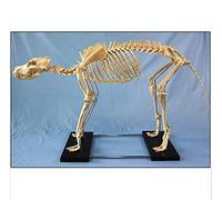 Dog Skeleton Animal Skeleton Model Education Model Big Dog, Doggy Skeleton Model Dog Anatomy Veterinary Demonstration To