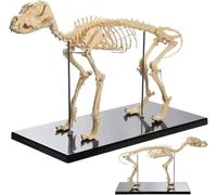 Dog Skeleton Educational Model, Animal Skeleton Model, Skeleton Model Canine Anatomy Veterinary Teaching Model