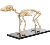 Dog Skeleton Model, Canine Skeleton Bone Anatomy Model, Removable Skull Tail Canine Bone Medical Animals Specimen,for Medical Science Class Biology Veterinary Teach