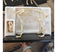 Dog Skeleton Model Skeleton signs of Natural Dog Skeletons Anatomical Anatomical Dog Model of the Skeleton for the Education School