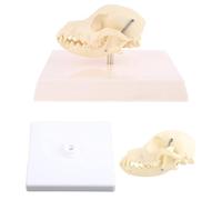 Dog Skull Model Anatomy Skeleton Veterinary Medical Education Display Educational Halloween Gift Aid Dog Auxiliary Lumbar Coccyx Model Anatomy Display Research Veterinary Medical Research
