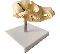 Dog Skull Natural Bone Anatomical Model PVC Material Animal Skull Head Dog Drugs Supplies Type of Vet Medicine Skeletal for Medical Student Lab Classroom Use