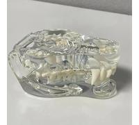Dog Tooth Model Anatomical Dental Model for Veterinary Education - Transparent Teeth Oral Jaw Tool for Animal Dentistry