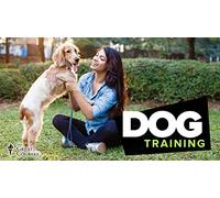 Dog Training 101
