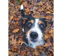 Dog Walkies Notebook - The Autumn Edition: Lined Notebook for Dog Lovers