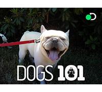 Dogs 101 Season 1