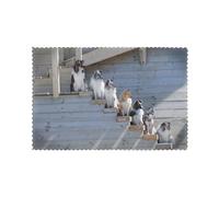 Dogs Border Collie Shetland SheepDogs Alaskan, Placemats For Dining Table Set Of 6 Washable Table Mats Heat Resistant Tray Mats 30x45 cm