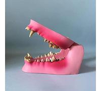 Dogs Dental anatomy model dog jaw model anatomy skeletal specimen specimen decomposition professional dental veterinaria