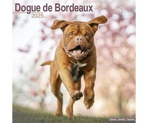 Dogue de Bordeaux 2025 Square Wall Calendar | Dog Breed Calendar