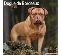 Dogue de Bordeaux 2026 Calendar | Square Wall Calendar | Dog Breed Gift | Plastic Free Packaging | by Avonside Publishing