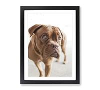Dogue De Bordeaux Dog Modern Framed Print | A4 Black Framed Wall Art | Ready to Hang | Modern Animal Picture | Living Room Bedroom Lounge Office