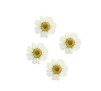 DOITOOL 12pcs White Dried Pressed Daisy Flowers for Nail Art and Invitation Card Decoration, Handmade Art Glass Craft Accessories and Paper Making for Christmas and Company Events