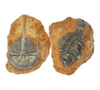 DOITOOL 2Pcs Creative Resin Fossil Reptile Box Ornaments Realistic Triassic Trilobite Simulation Landscape Decor for Pets Dark Atmosphere Hideout for Vivarium Terrarium