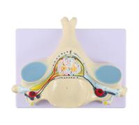 DOITOOL Cervical Spine Model Anatomical Model Pvc Enlarged Size Fifth Cervical Vertebra with Spinal Cord and Spinal Nerve Study Aid for Anatomy Classroom