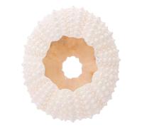 DOITOOL Natural Coral Photography Props for Nail Art Decoration and Home Adornment Lightweight Coral Display Ornaments for Jewelry and Product Photography