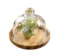 Doiyislem Cake Stand,Small Cake Plate Stand with Dome Lid | Wooden Dessert Holder Party Decorations for Kitchen Baking Snack Food Cookie Fruit Cupcake Pie Birthday Wedding