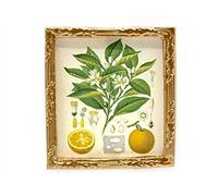 Dolls House Botanical Orange Picture Painting Gold Frame Miniature Accessory