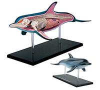 Dolphin Anatomy Model - 4D Vision Detachable Skeleton Model with 18 Parts for Teaching and Demonstration in Science Study