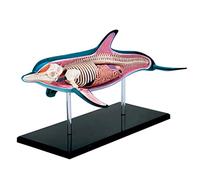 Dolphin Internal Organ Teaching Model - Anatomical Biology Model for Education and Teaching Aids