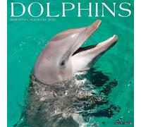 Dolphins 2026 12" x 12" Wall Calendar