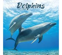 Dolphins 2026 Calendar | Square Wall Calendar | Animal Gift | Plastic Free Packaging | by Avonside Publishing