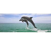 DOLPHINS 3 D Lenticular Bookmark with amazing moving effect (Flip), 5,8 x 2,0 inches, by Edition Colibri (10090)