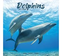 Dolphins 2026 Calendar | Square Wall Calendar | Animal Gift | Plastic Free Packaging | by Avonside Publishing