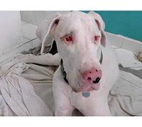 Dom the Blind Great Dane