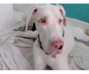 Dom the Blind Great Dane