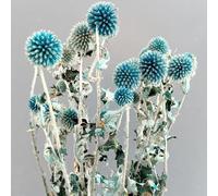 DongArts Preserved Echinops Flower Bouquet, Light Blue Natural Thistle Decorative Fall Flowers, 20 Balls Blue Planet Echinops Globe Flower for Wedding Boho Party Home Decor, DIY Floral Arrangements