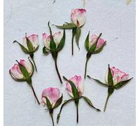 DONGMACE 18 Pcs Side pressed dried rose flowers embossed natural plant specimens handmade DIY beauty and nail materials-A