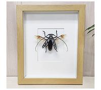 DONGYUCHUN Longhorn Beetle Insect Specimen Display Box, Preserved Taxidermy Insect Bug Collection Framed in A Wooden Box,Khaki