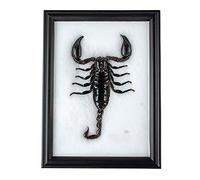 DONGYUCHUN Scorpion Insect Specimen Display Box Insects in Glass Wooden Bug Box Picture Frame Stuffed Animals Preserved Taxidermy Insect Bug Collection Framed