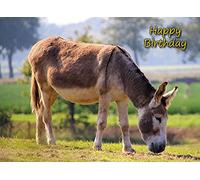 Donkey Birthday Card