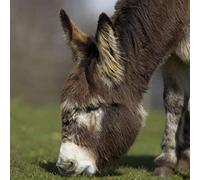 Donkey greeting card with sound inside. Card makes donkey noise when opened. Blank on the inside for any occasion. Manilla envelope included. Size 15cm x 15cm