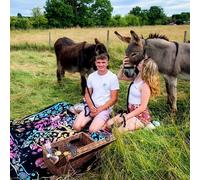 Donkey Picnic for Four at Dashing Donkeys - Gift Experience