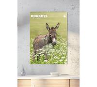 Donkeys 2026 Calendar, A3, Wirobound, Full Colour